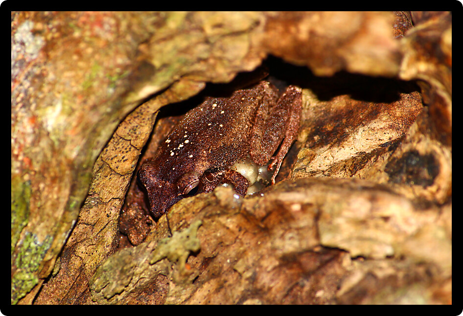 Coqui Frog hides inside a tree cavity in Puerto Rico.