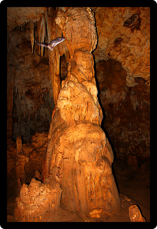 Bat flies through a cave environment of Puerto Rico.