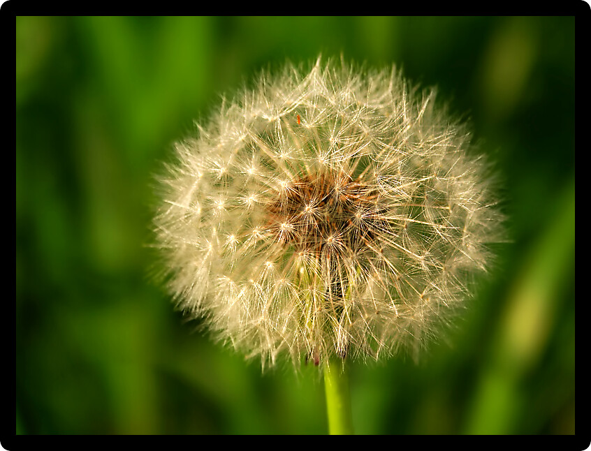 Dandelion full of seeds in northern Illinois.