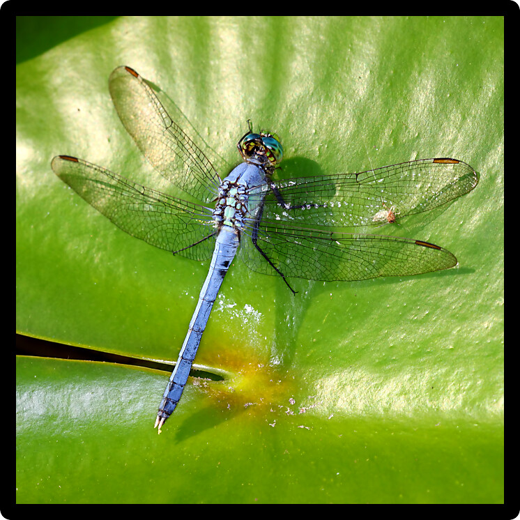 Eastern Pondhawk (Erythemis simplicicollis) resting on a lily pad in central Florida.