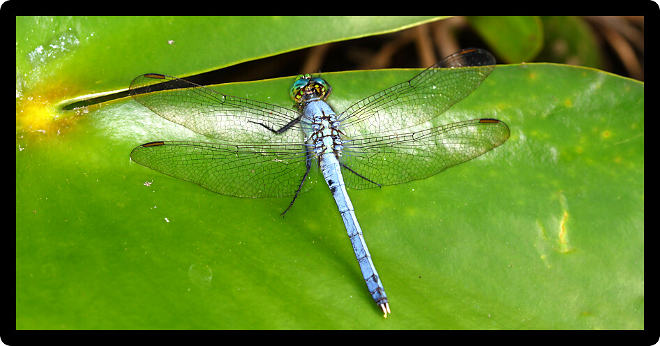 Eastern Pondhawk Dragonfly (Erythemis simplicicollis) resting on a lily pad in central Florida.