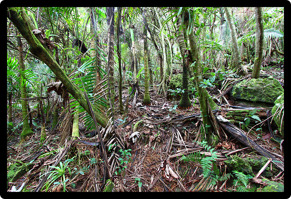 Beautiful view of the famous El Yunque Rainforest of Puerto Rico.