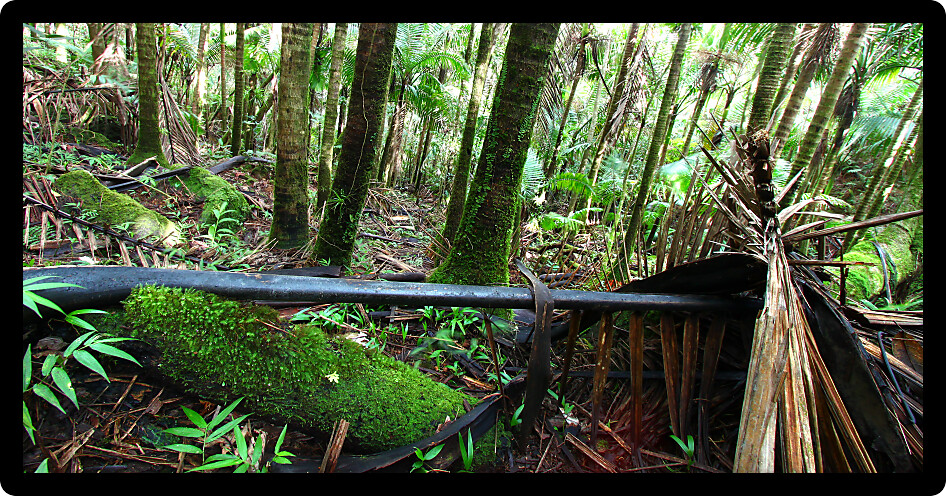 Beautiful view of the famous El Yunque Rainforest of Puerto Rico.