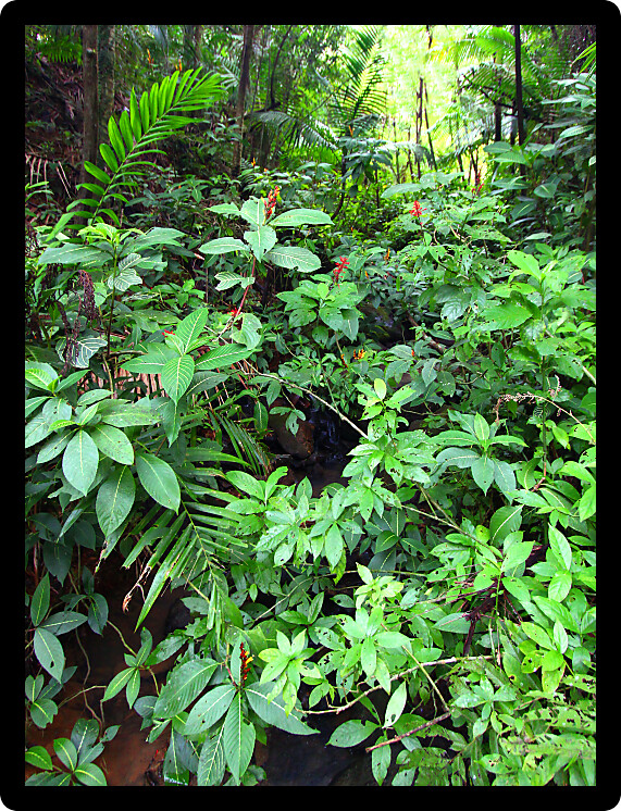Beautiful view of the famous El Yunque Rainforest of Puerto Rico.