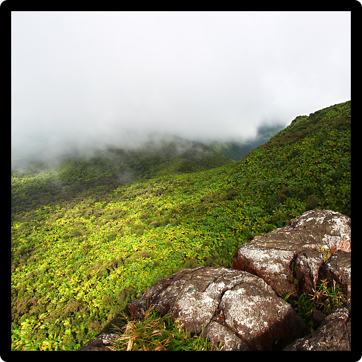 Misty clouds sweep over the rainforest in the mountains of El Yunque National Forest - Puerto Rico.