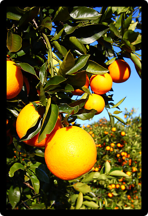 Beautiful landscape of Florida orange groves on a sunny day.