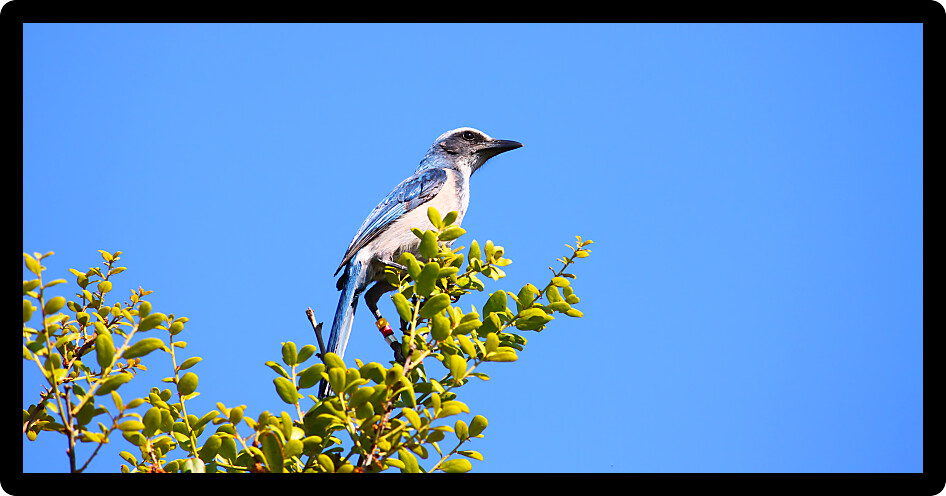 Florida Scrub Jay (Aphelocoma coerulescens) sits in a scrub bush of Florida.