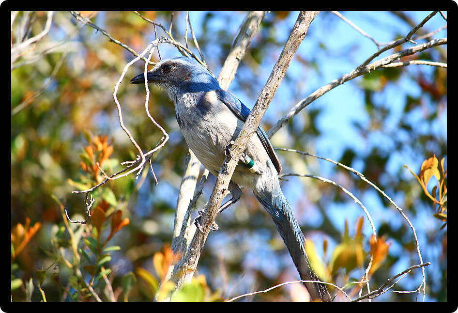 Florida Scrub Jay (Aphelocoma coerulescens) sits in a scrub bush of Florida.