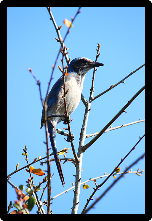 Florida Scrub Jay (Aphelocoma coerulescens) inhabiting a Florida natural environment.