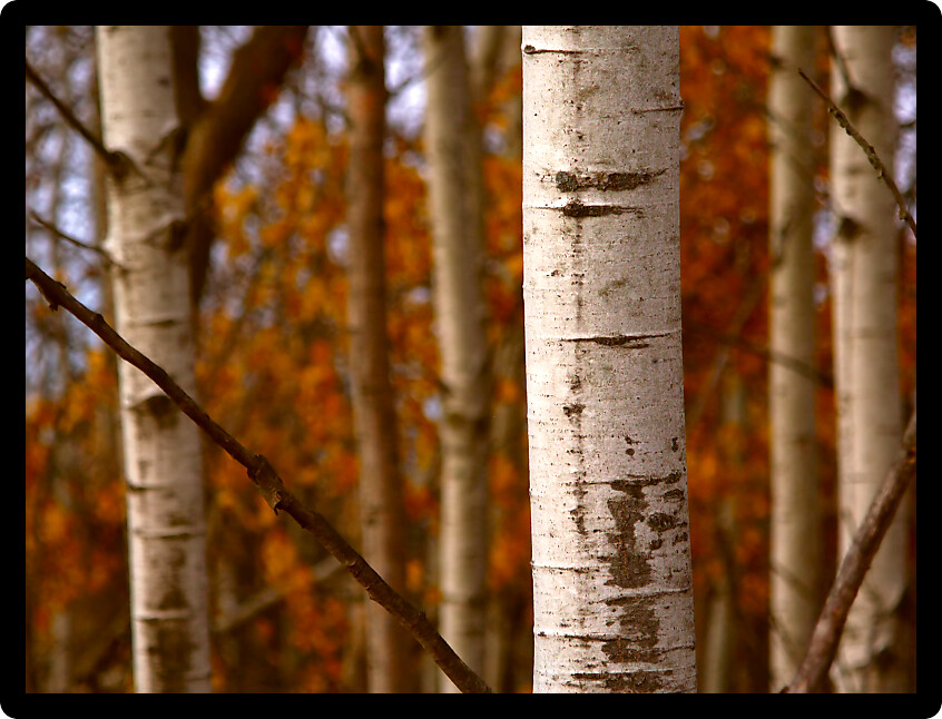 Background of a forest in northern Illinois.