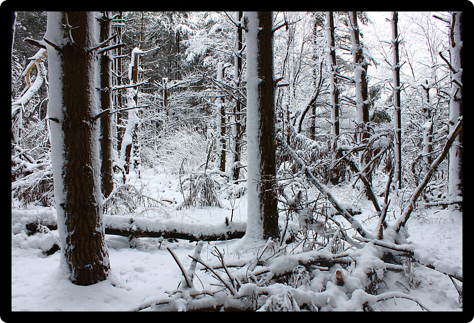 Magnificent winter scene in a pine forest at Rock Cut State Park in Illinois.
