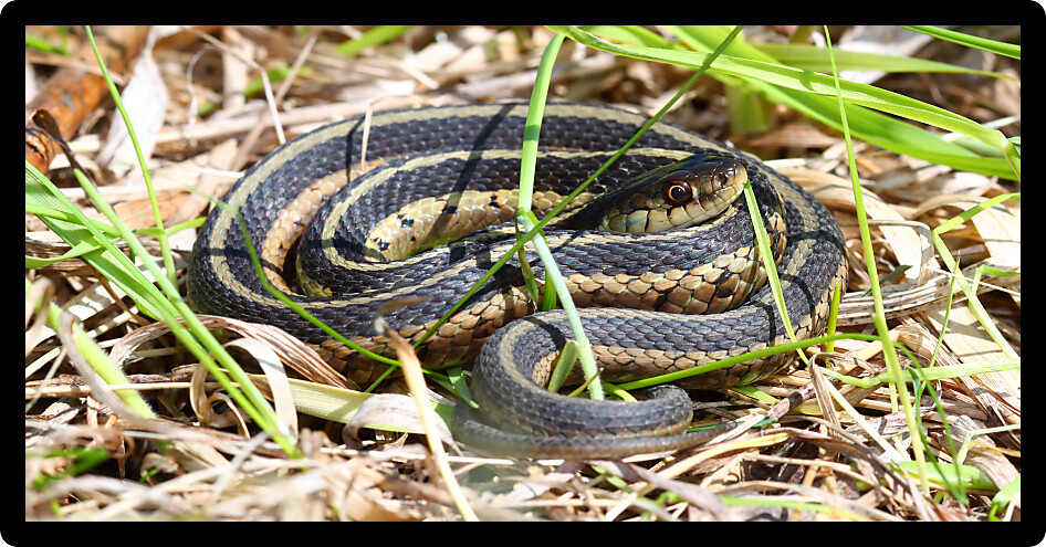 Garter Snake (Thamnophis sirtalis) basking in Illinois.