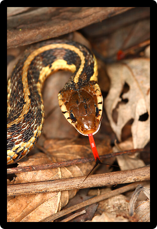 Garter Snake (Thamnophis sirtalis) with extended tongue in northern Illinois.