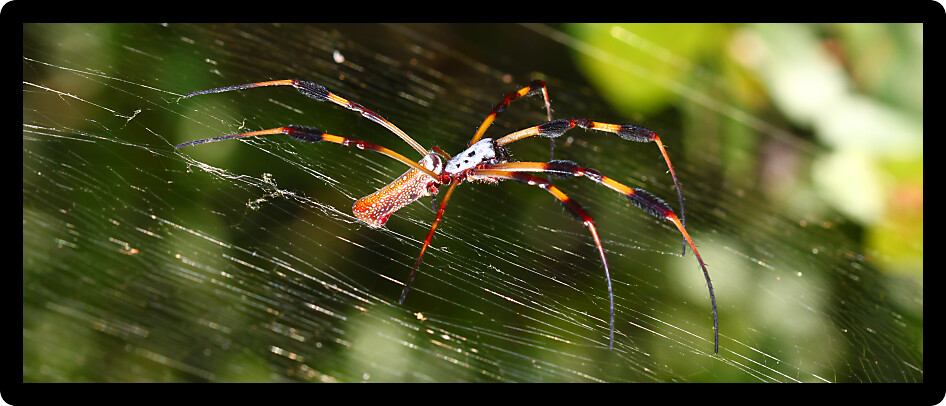 Golden Silk Orb-weaver Spider (Nephila clavipes) in central Florida.