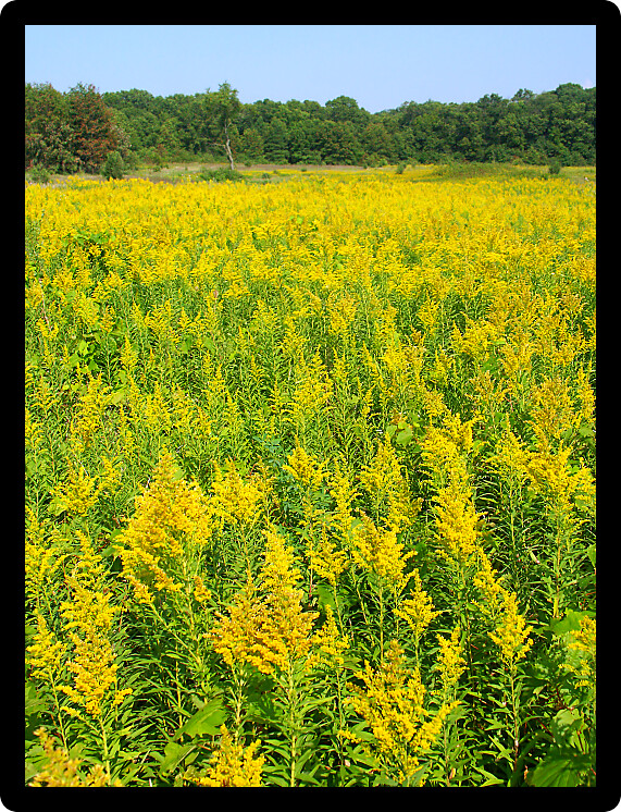 Field of blooming Goldenrod at Colored Sands Forest Preserve in northern Illinois.