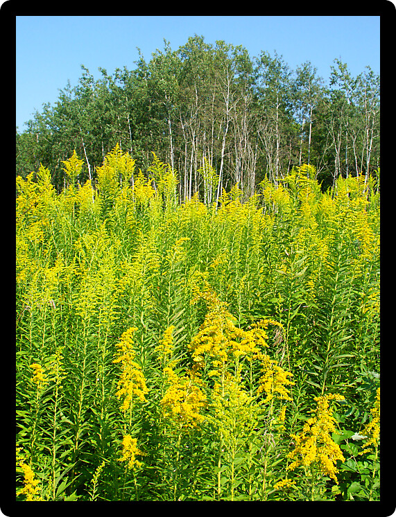 Field of blooming Goldenrod at Colored Sands Forest Preserve in northern Illinois.