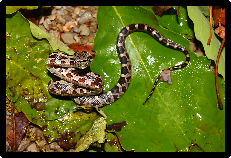 Gray Rat Snake (Elaphe obsoleta) inhabiting a forest of Alabama.