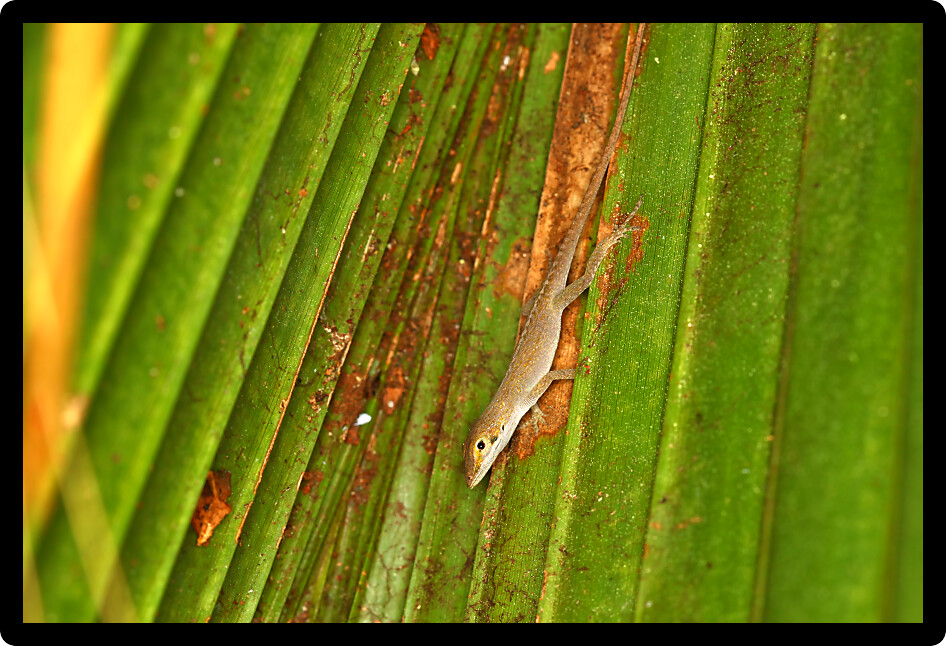 Green Anole (Anolis carolinensis) sits on a palmetto frond in Florida.