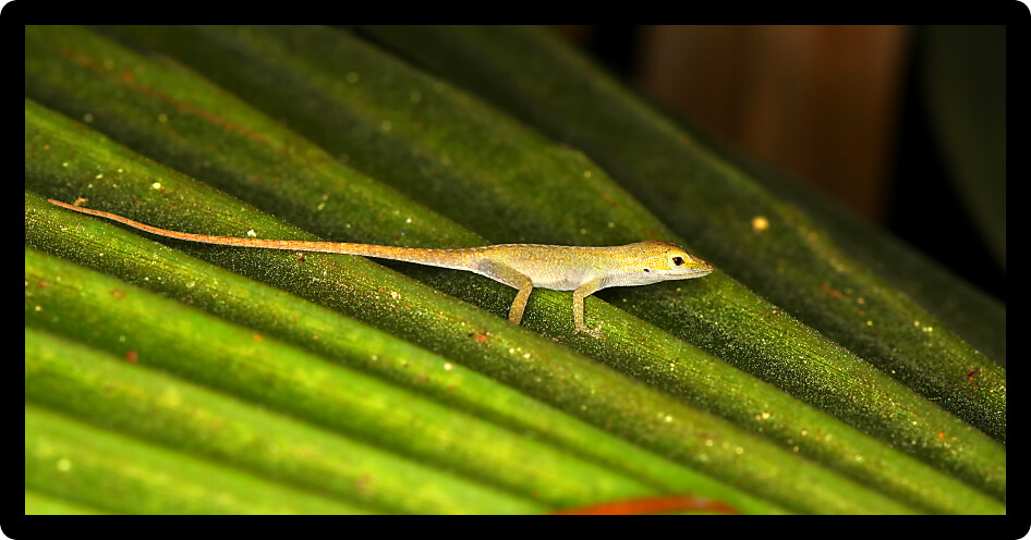 Green Anole (Anolis carolinensis) sits on a palmetto frond in Florida.