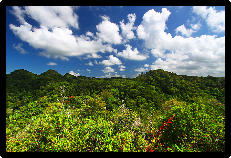 Dense vegetation of Guajataca Forest Reserve in Puerto Rico.