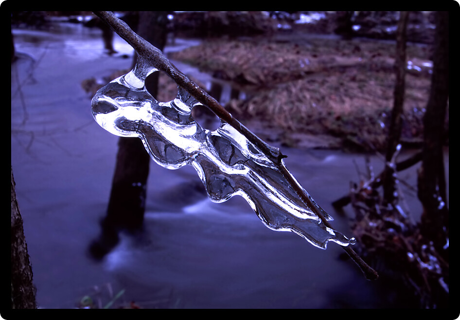 Beautiful ice formation on a tree twig.