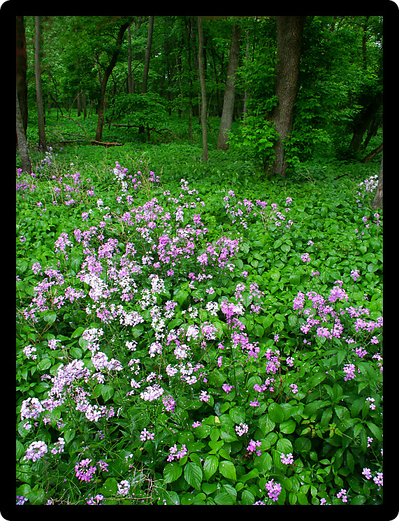 Dames Rocket covers the understory of a dense forest in northern Illinois.