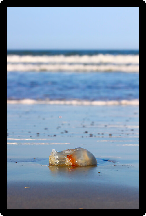 Jellyfish washed up on Daytona Beach in Florida.