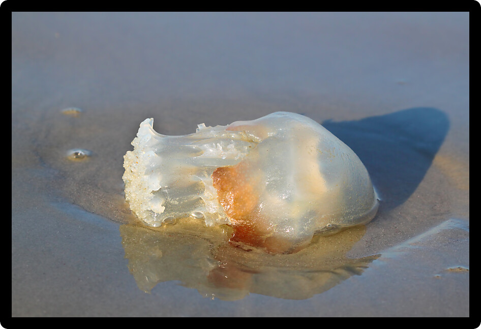 Jellyfish washed up on Daytona Beach in Florida.