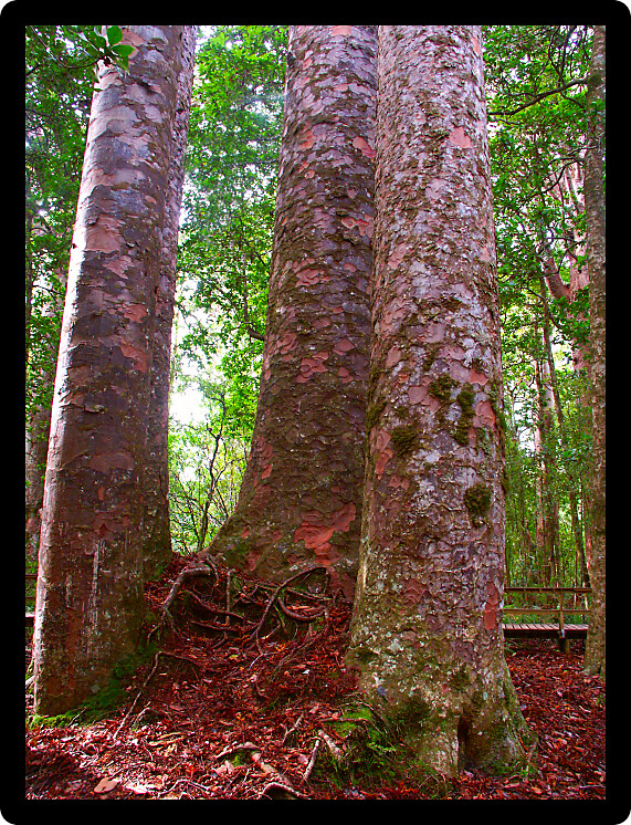Four Sisters Kauri Trees (Agathis australis) in the Waipoua Forest of New Zealand.