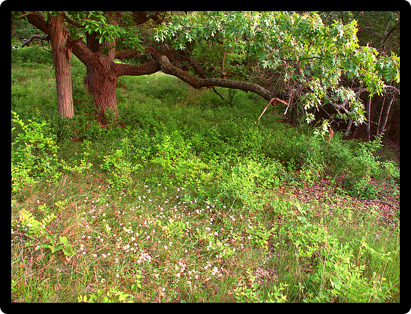 Old Oak Tree in the Kettle Moraine State Forest of southern Wisconsin.