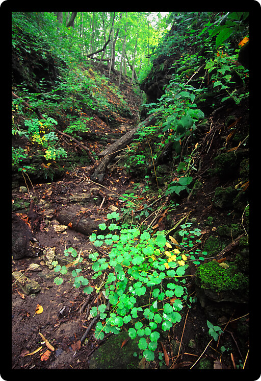Lush vegetation at Kishwaukee Gorge Forest Preserve in Illinois.
