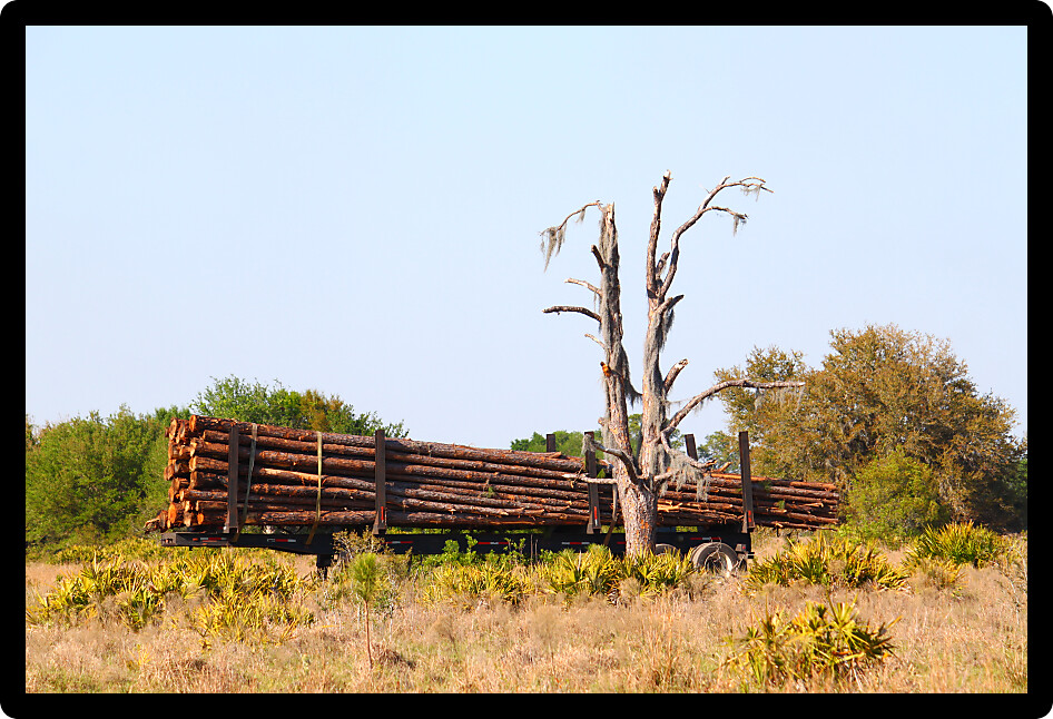 Trailer full of pine logs from a logging operation in Florida.