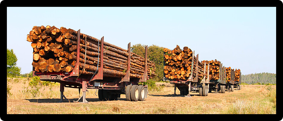 Trailers full of pine logs from a logging operation in Florida.