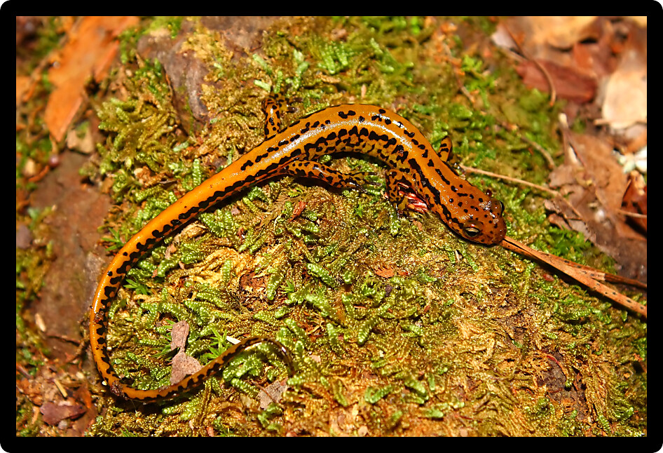 Long-tailed Salamanders (Eurycea longicauda) inhabit natural environments of Mississippi.
