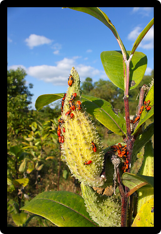 Group of Milkweed bugs (Oncopeltus fasciatus) in northern Illinois.