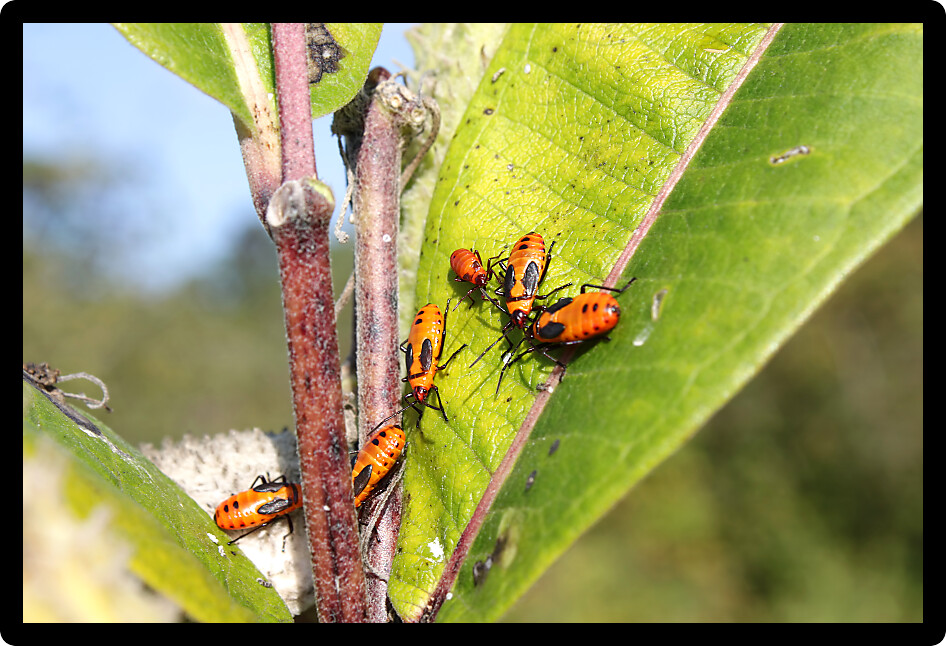 Group of Milkweed bugs (Oncopeltus fasciatus) in northern Illinois.