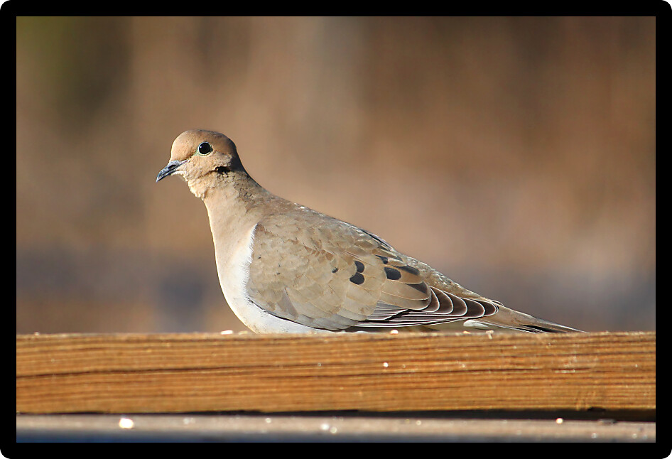 Mourning Dove (Zenaida macroura) sits on a bench in midwestern United States.