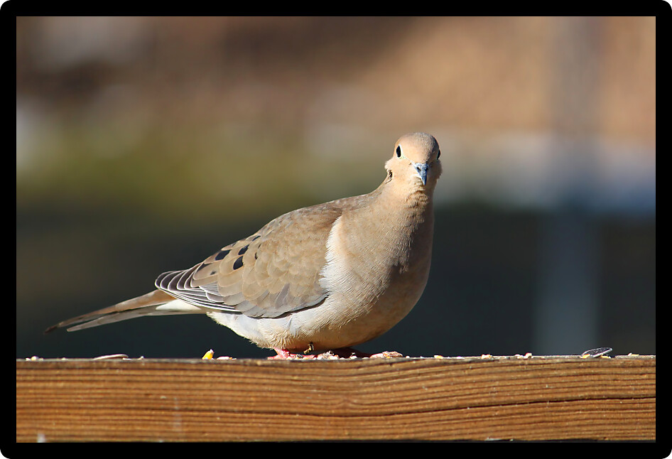 Mourning Dove (Zenaida macroura) sits on a bench in midwestern United States.