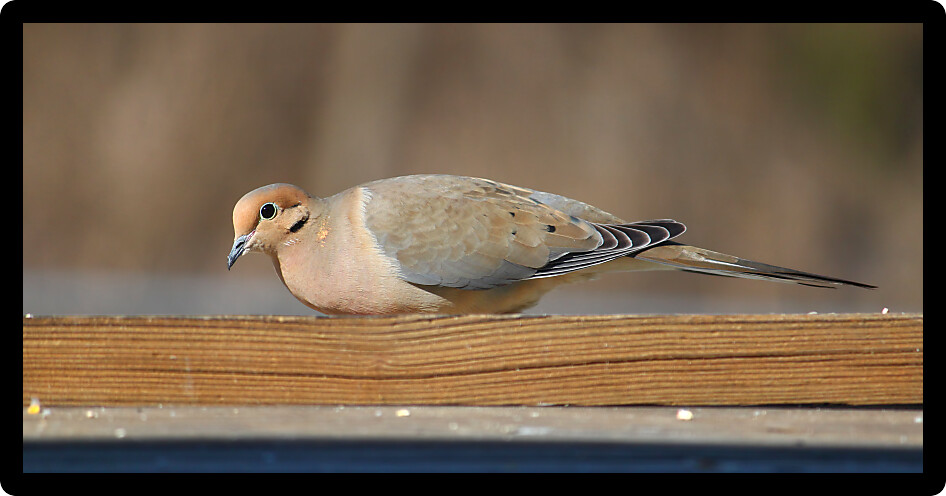 Mourning Dove (Zenaida macroura) sits on a bench in midwestern United States.