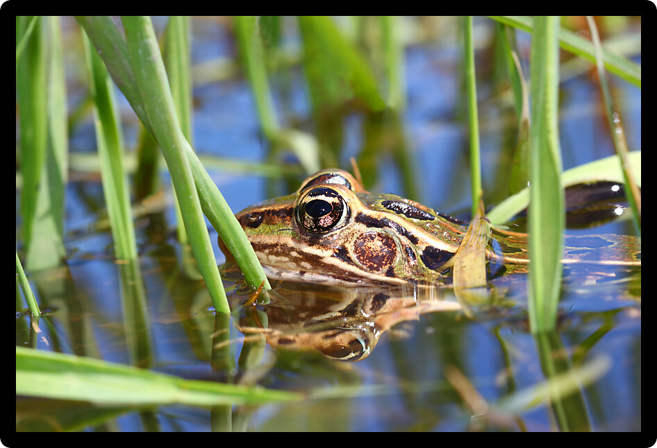 Northern Leopard Frog (Rana pipiens) peeks out of the water in northern Illinois.
