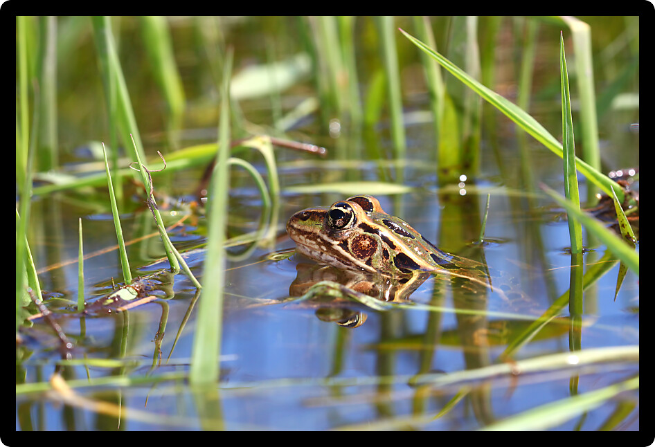 Northern Leopard Frog (Rana pipiens) peeks out of the water in northern Illinois.