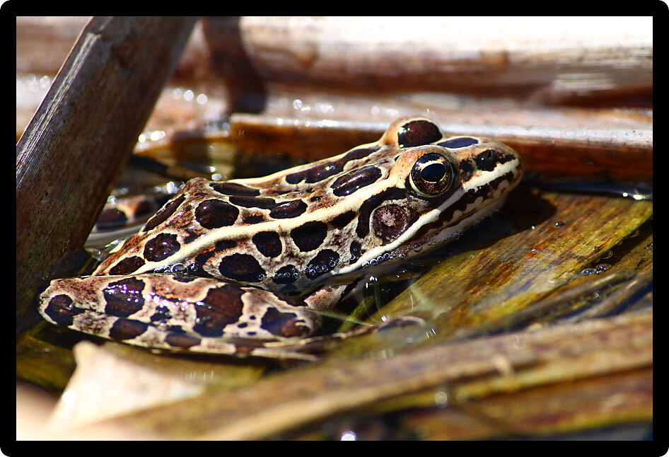 Northern Leopard Frog (Rana pipiens) in a United States wetland.
