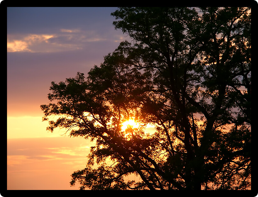 Beautiful Midwest sunset with silhouetted oak trees.