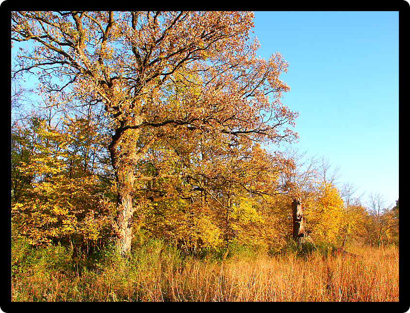 Huge oak tree illuminated by evening light at the border of an Illinois prairie.