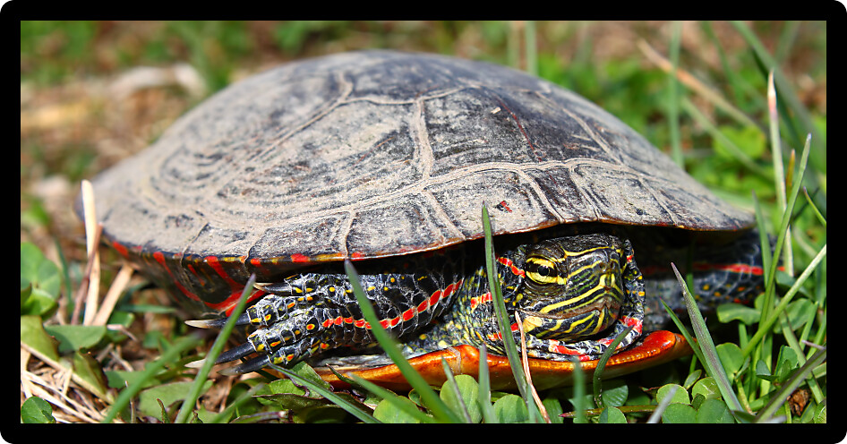 Painted Turtle (Chrysemys picta) coming out in spring in Illinois.