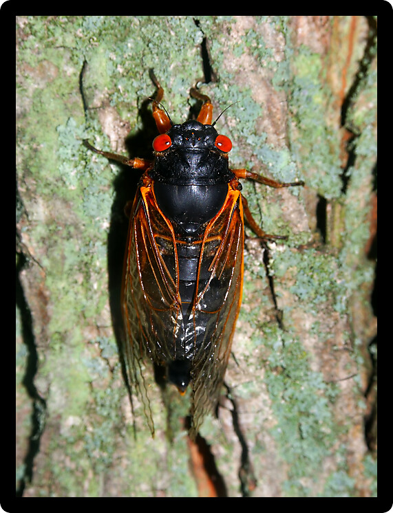 A 17-year Periodical Cicada (Magicicada septendecim) at Rock Cut State Park in northern Illinois.