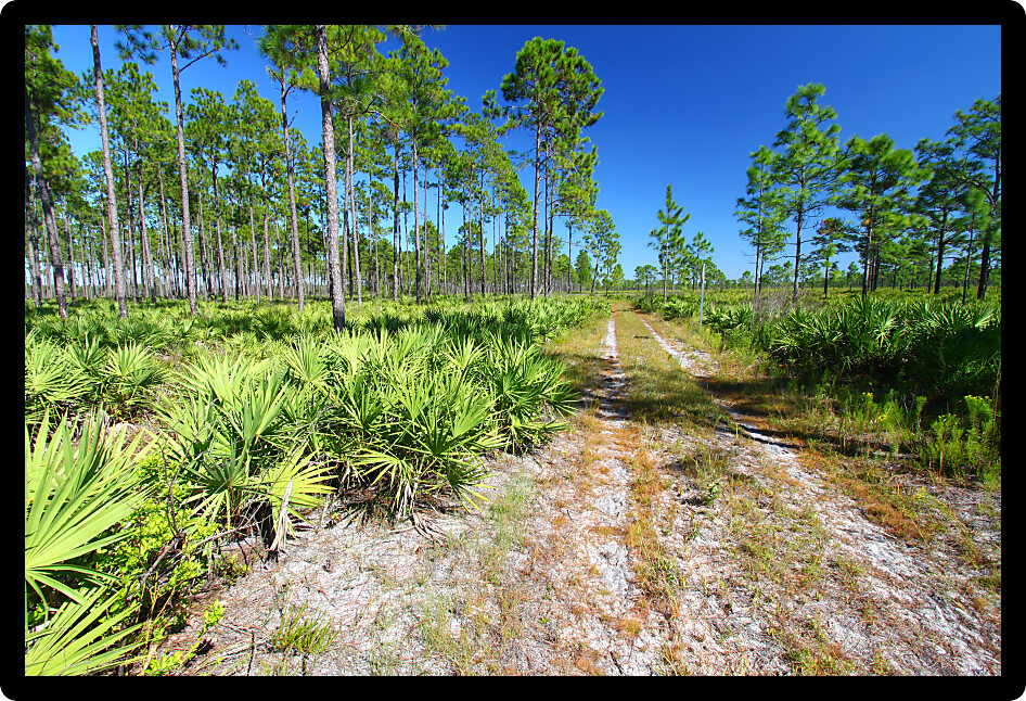 Forest Road runs through the pine flatwoods of central Florida on a sunny day.