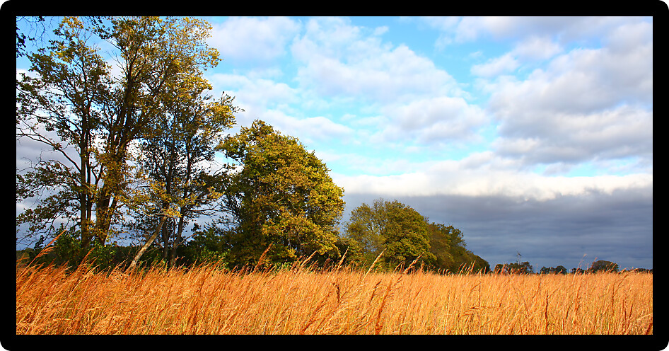 Tallgrass prairie landscape in northern Illinois.