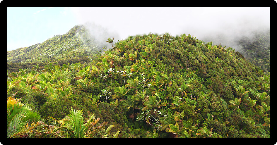 View of the Puerto Rican landscape from El Yunque Peak.