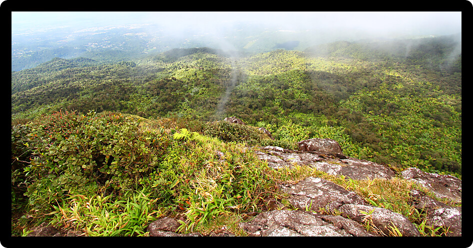 View of the Puerto Rican landscape from El Yunque Peak.